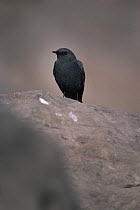 Plumbeous redstart {Rhyacornis fuliginosa} male, Pakistan 1994