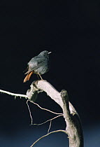 Plumbeous redstart {Rhyacornis fuliginosa} male, Pakistan 1994