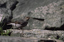 Plumbeous redstart {Rhyacornis fuliginosa} female, Pakistan 1994
