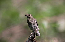 Plumbeous redstart {Rhyacornis fuliginosa} juvenile, Pakistan 1994