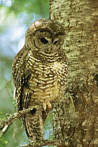 Spotted owl {Strix occidentalis} California, USA, 1993