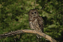 Spotted owl {Strix occidentalis} California, USA, 1993