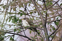 Yellow billed cuckoo {Coccyzus americanus} Canada, 1992