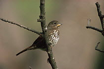 Fox sparrow {Zonotrichia / Passerella iliaca} California, USA 1994