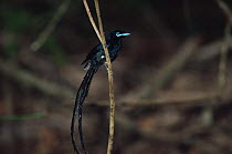 Seychelles paradise flycatcher {Terpsiphone corvina} male, Seychelles 1992