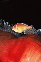 Pink anemonefish {Amphiprion perideraion} on host sea anemone {Heteractis magnifica} Great Barrier Reef, Queensland, Australia