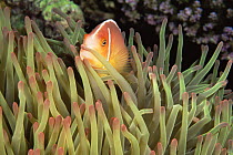 Pink anemonefish {Amphiprion perideraion} amongst host sea anemone tentacles, Great Barrier Reef, Queensland, Australia