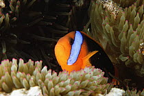 Red and black anemonefish {Amphiprion melanopus} amongst host sea anemone tentacles, Great Barrier Reef, Queensland, Australia