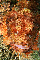 Tassled scorpionfish {Scorpaenopsis oxycephala} Surin Is, Thailand