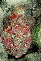 Stonefish {Synanceja verrucosa} Maldives, Indian Ocean