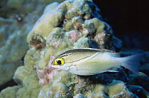 Two lined spinecheek / threadfin bream {Scolopsis bilineatus} Similan Is, Thailand