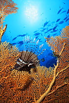 Lionfish {Pterois miles} with Seafan in foreground, Thailand