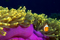 RF- False clown fish (Amphiprion ocellaris) among tentacles of host sea anemone (Heteractis magnifica), Surin, Thailand. (This image may be licensed either as rights managed or royalty free.)