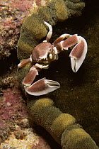 Porcelain crab {Neopetrolisthes maculatus} on Sea anemone {Cryptodendrum adhaesivum} Surin Is, Thailand