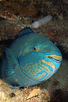 Parrotfish {Scarus sp} sleeping while Vampire snail {Colubraria sp} extends feeding proboscis into its mouth, Similan Is, Thailand