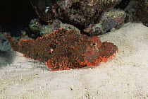 Scorpionfish {Scorpaenopsis sp} on seabed, Ari Atoll, Maldives
