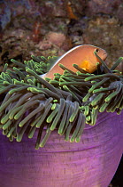 Orange skunk clownfish {Amphiprion akallopisos} in tentacles of host sea anemone {Heteractis magnifica} Phuket Is, Thailand