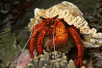 Red hermit crab {Dardanus megistos} Ko Bon, Thailand