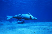 Dugong / Sea cow {Dugong dugong} rolling underwater, possibly trying to dislodge Remora fish {Echeneis naucrates} Indo-pacific