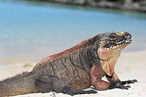 Allen's Cay rock iguana {Cyclura cychlura inornata} Bahamas