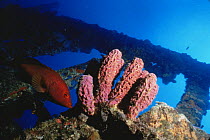 Yellow grouper {Epinephelus fulvus} and purple tube sponges on wreck of The Rhone, British Virgin Is, Caribbean