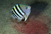 Male Sergeant major fish {Abudefduf saxatalis} guarding red egg patch, Cayman Islands, Caribbean