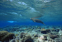 Dugong / Sea cow {Dugong dugong} breathing at water surface, Indo pacific