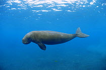 Dugong / Sea cow {Dugong dugong} underwater, Indo pacific