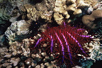 Crown of thorns starfish {Acanthaster planci} feeding on coral, Similan Is, Thailand