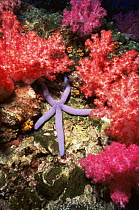 Blue starfish {Linckia laevigata} on soft corals, Richilieu rock, Surin Is, Thailand