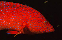 Coral hind grouper {Cephalopholis miniata} Similan Is, Thailand