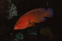 Coral hind grouper {Cephalopholis miniata}, note Cleaner wrasse just visible under gill, Similan Is, Thailand