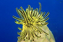 Noble feather star {Comanthina nobilis} Surin Is, Thailand