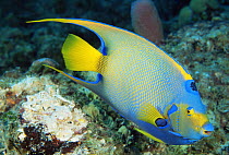 Queen angelfish {Holacanthus ciliaris} Grand Bahama, Bahamas