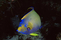 Queen angelfish {Holacanthus ciliaris} Turks and Caicos Islands, Caribbean