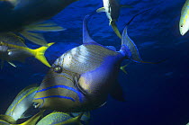 Shoal of Queen triggerfish {Balistes vetula} Belize, Caribbean