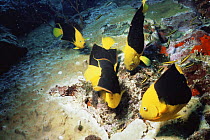 Rock beauties {Holacanthus tricolor} feeding on eggs of Sergeant major fish in coral, Saba, Netherlands Antilles, Caribbean