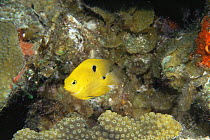 Three spot damselfish {Pomacentrus planifrons} Bahamas