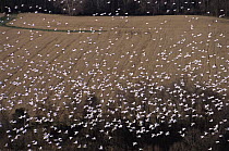 Aerial view of Snow goose (Chen caerulescens) flock in flight, part of annual migration, Bombay Hook NWR, Delaware Bay, Delaware, USA.  November 2005, BBC Planet Earth