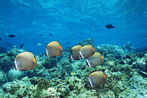 Collared / redtail butterflyfish {Chaetodon collare} Helengeli, Maldives