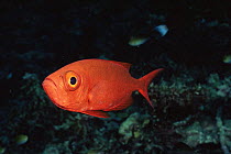 Goggle eye fish / Bigeye {Priacanthus hamrur}  Helengeli, Maldives