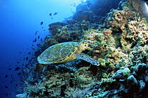 Hawksbill turtle {Eretmochelys imbricata} feeding on coral reef, Helengeli, Maldives