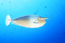 Spotted unicornfish {Naso brevirostris} Maldives, Indian Ocean