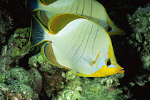 Yellowheaded butterflyfish {Chaetodon xanthocephalus} Helengeli, Maldives