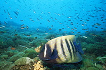 Six banded angelfish {Pomacanthus sexstriatus} Great Barrier Reef, Queensland, Australia