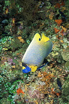 Blue face / yellow mask angelfish {Pomacanthus xanthometopon} Ari Atoll, Maldives
