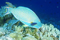 Bicolor parrotfish {Cetoscarus bicolor} super male in terminal colour phase, feeding on coral, Great Barrier Reef, Queensland, Australia