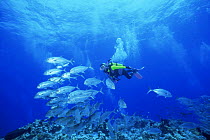 Diver amongst Bigeye jack / trevally {Caranx sexfasciatus} Flinders reef, Coral sea, Australia