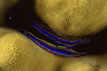 Mantle of Coral clam / scallop {Pedum spondyloideum} visible in coral, Flinders sea, Coral sea, Australia
