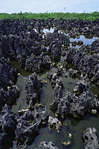 Jagged black limestone formations, 'Hell', Grand Cayman, Cayman Islands, Caribbean,